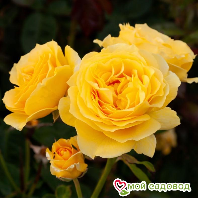 Роза Спаркл энд Шайн