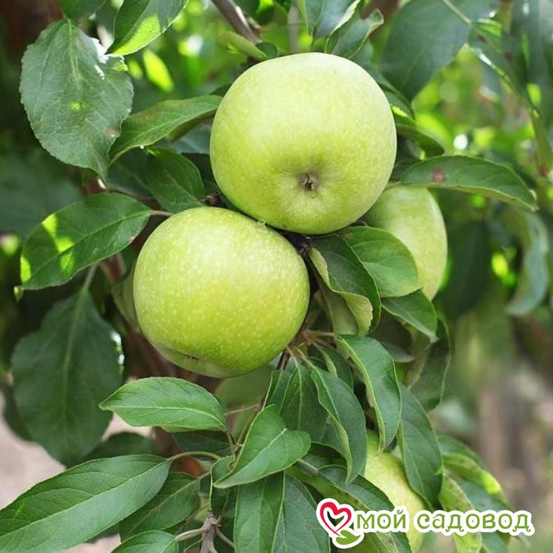 Ренет Симиренко