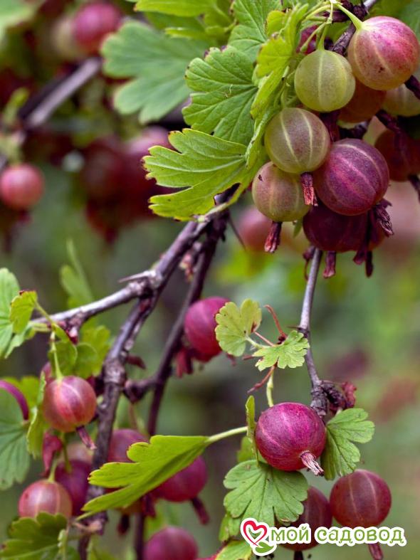 Крыжовник Челябинский
