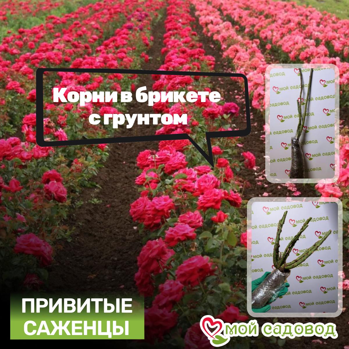 Роза Примадонна