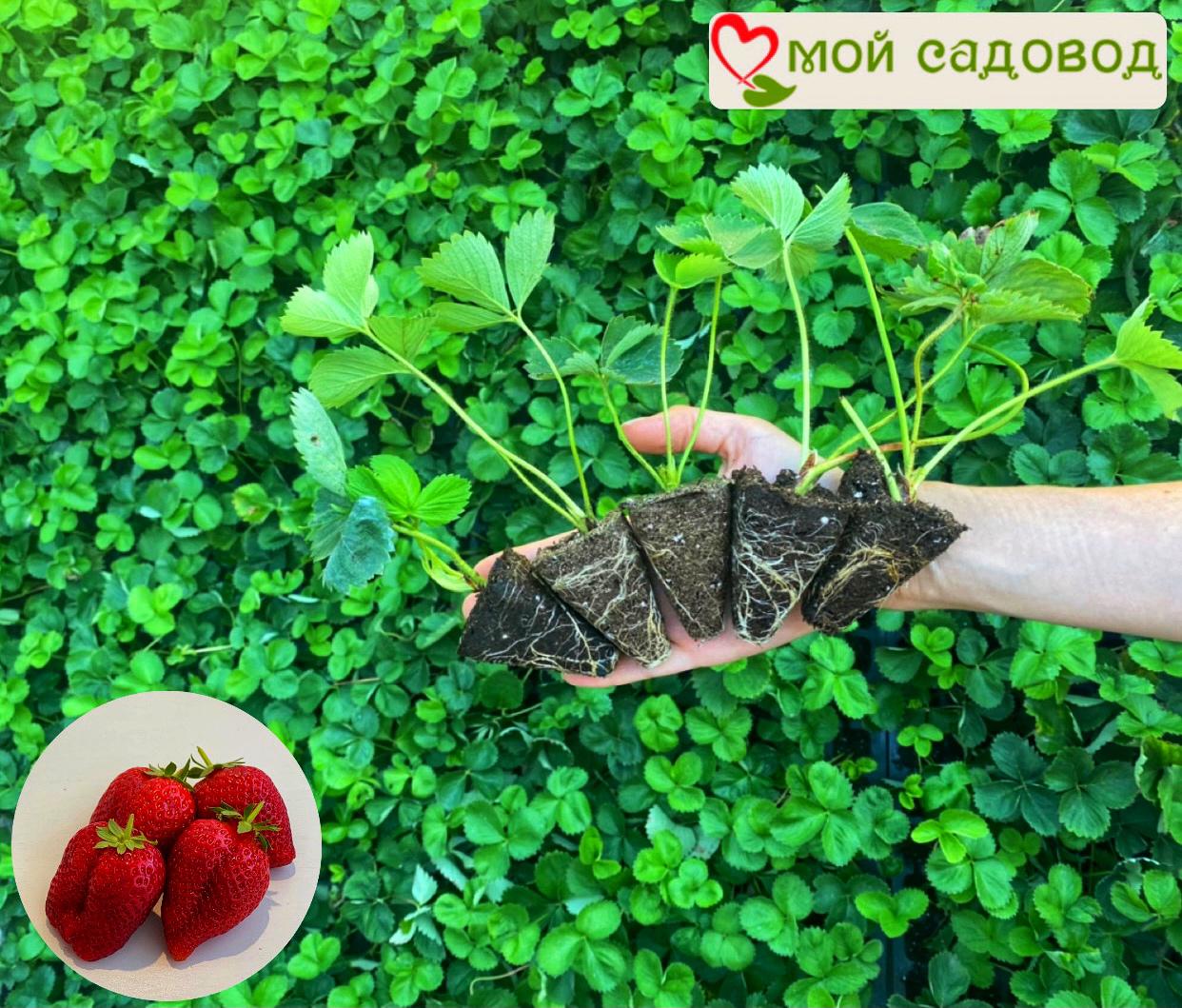 Клубника Румба (ранняя ягода)