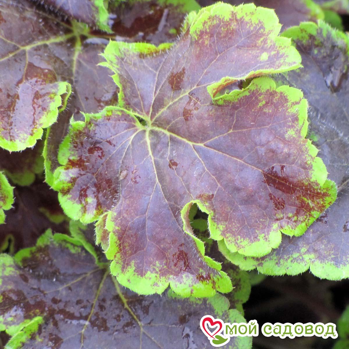 Гейхерелла Солар Эклипс