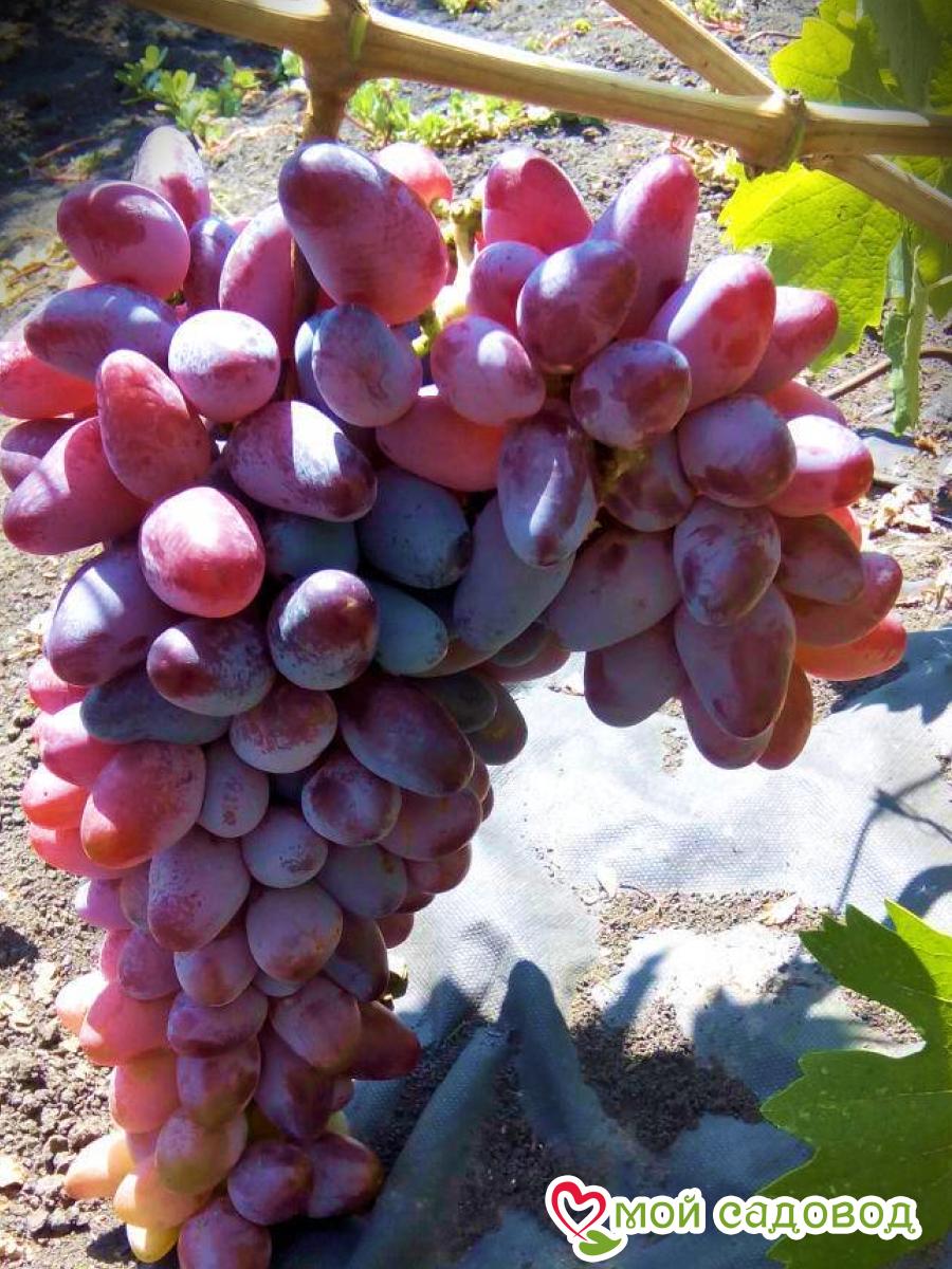 Виноград Байконур столовый