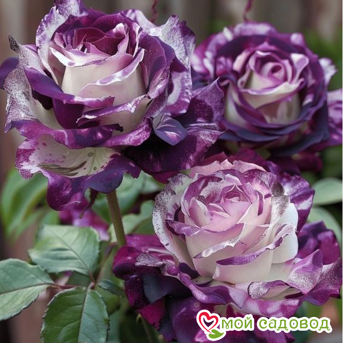 Роза плетистая Сердце Осени