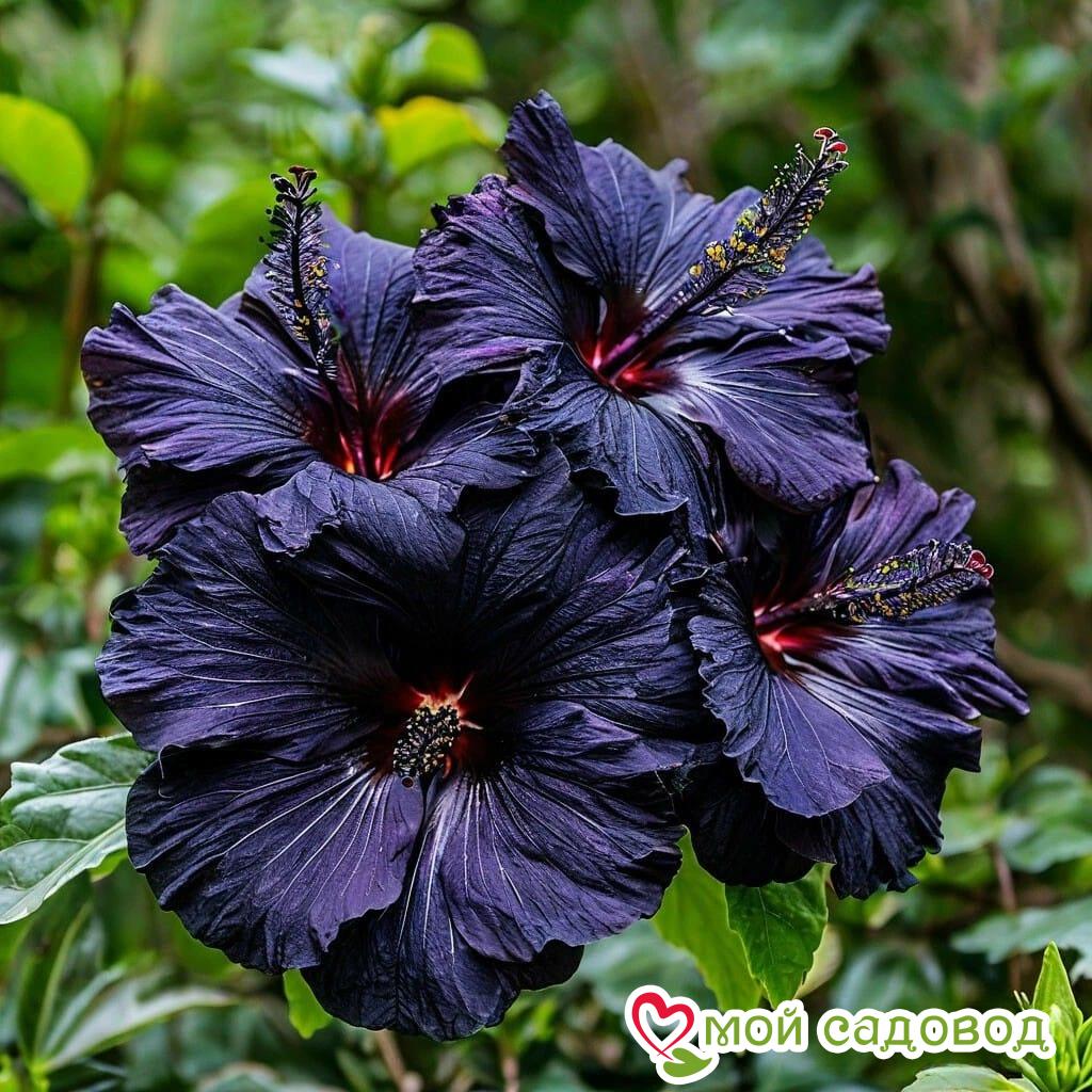 Гибискус Мэджик Момент