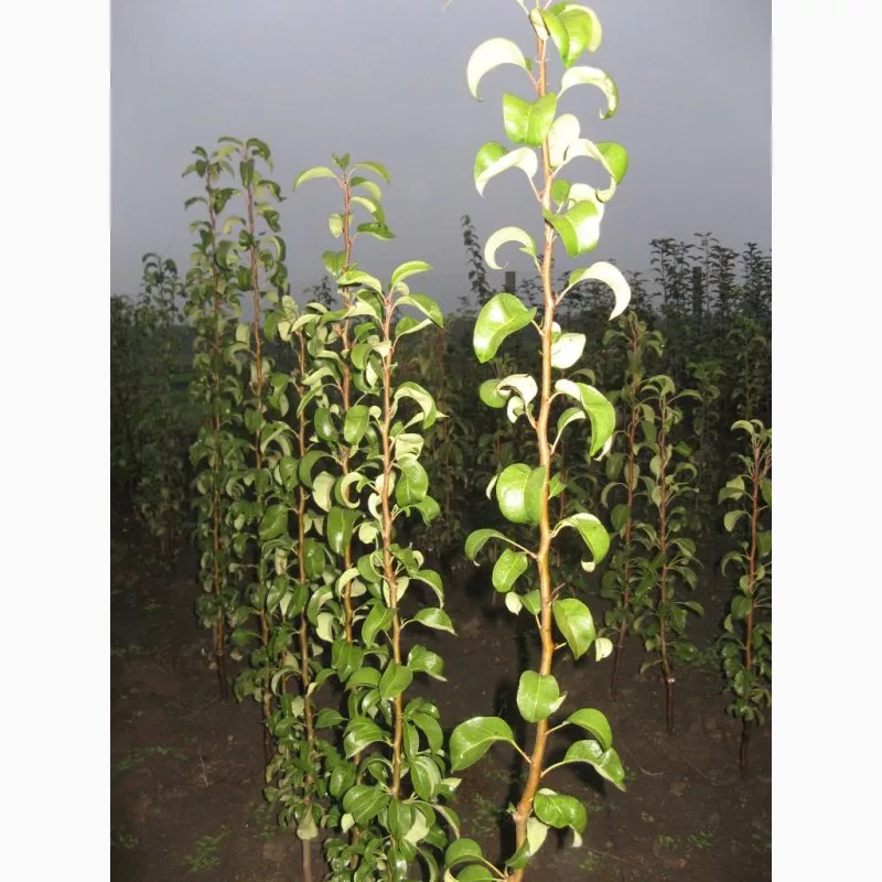 Груша Санреми